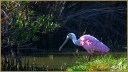 Roseate Spoonbill