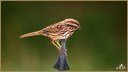 Song Sparrow