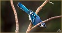 Blue Jay