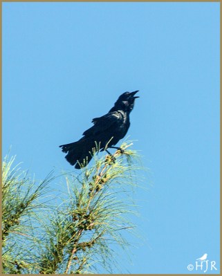 American Crow