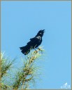 American Crow