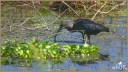 Glossy Ibis