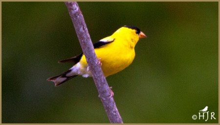 American Goldfinch