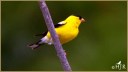 American Goldfinch