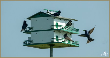 Purple Martins