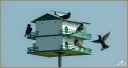 Purple Martins