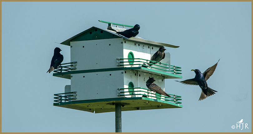 Purple Martins