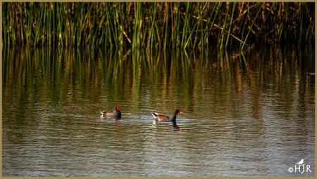 Common Moorhens