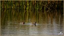 Common Moorhens