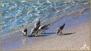 Sanderlings
