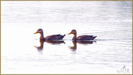 Mottled Ducks