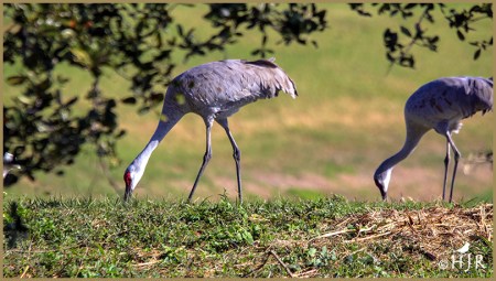 Sandhill Cranes