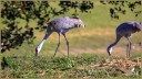 Sandhill Cranes
