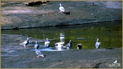 Rock Pigeons