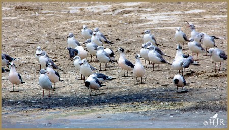 Gray-headed Gulls