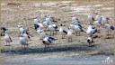 Gray-headed Gulls