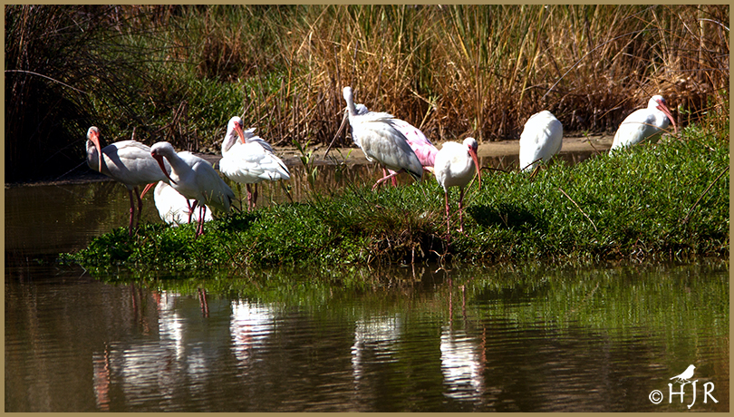 American White Ibises