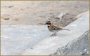 Rufous-collared Sparrow