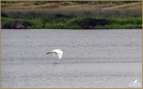 Great Egret