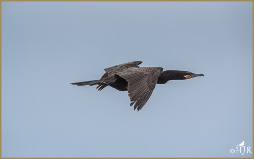 Double-crested Cormorant