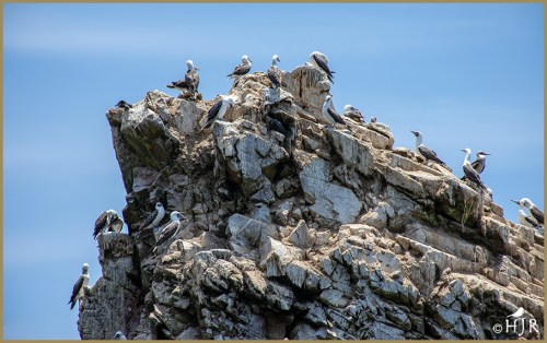 Peruvian Booby