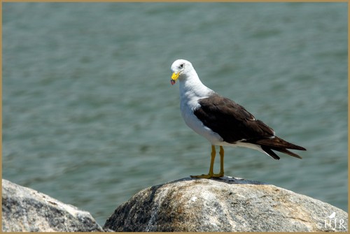 Belcher's Gull