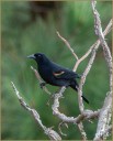 Red-winged Blackbird