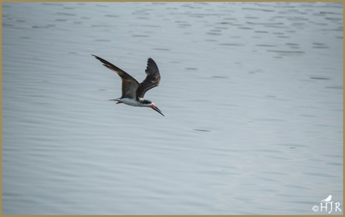 Black Skimmer