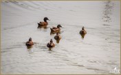 Cinnamon Teals