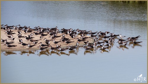 Black Skimmers