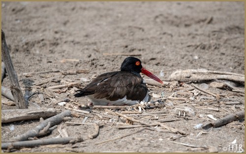 American Oystercatcher