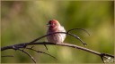 House Finch
