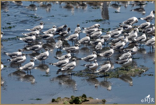 Gray-headed Gulls