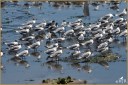 Gray-headed Gulls