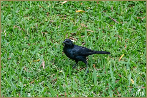 Scrub Blackbird