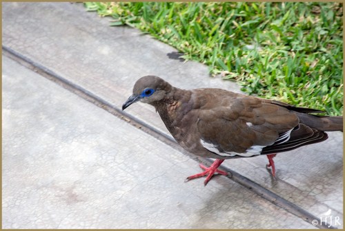West Peruvian Dove