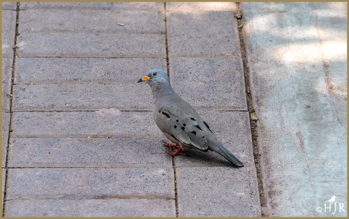 Croacking ground Dove
