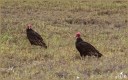 Turkey Vultures
