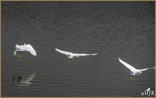 Snowy Egrets