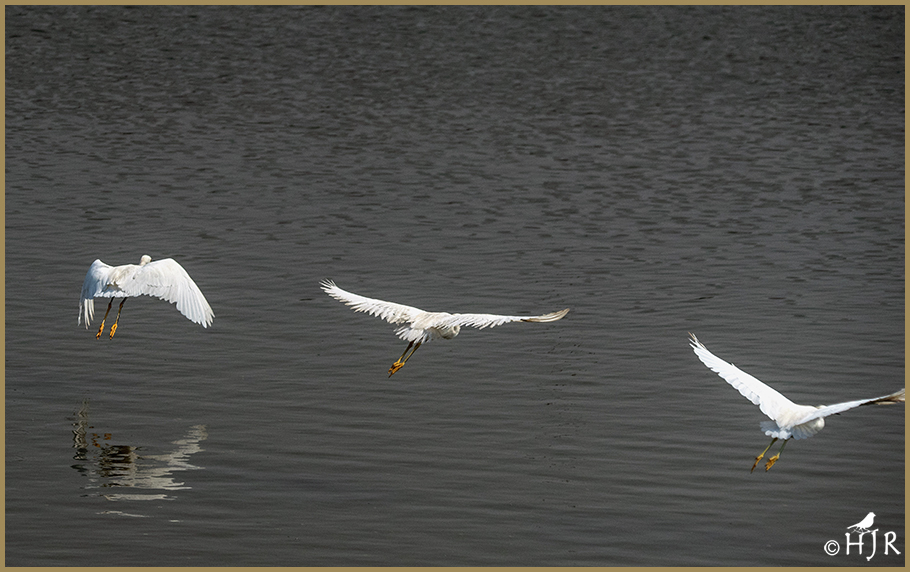 Snowy Egrets