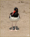 Set#15-b – American&nbsp;Oystercatcher