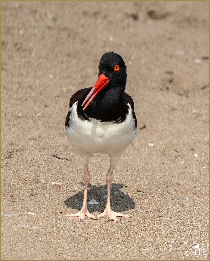 American Oystercatcher