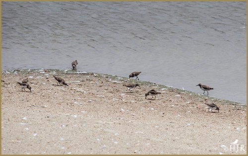 Ruddy Turnstones