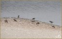 Ruddy Turnstones