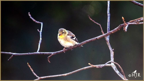 American Goldfinch