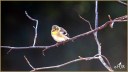 American Goldfinch
