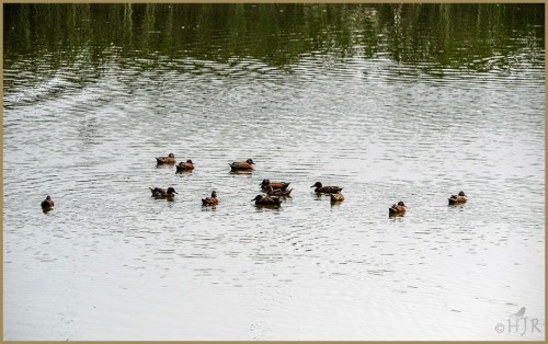 Cinnamon Teals