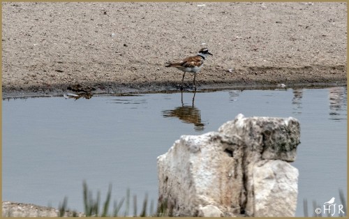 Killdeer