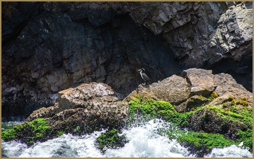 Double-crested Cormorant