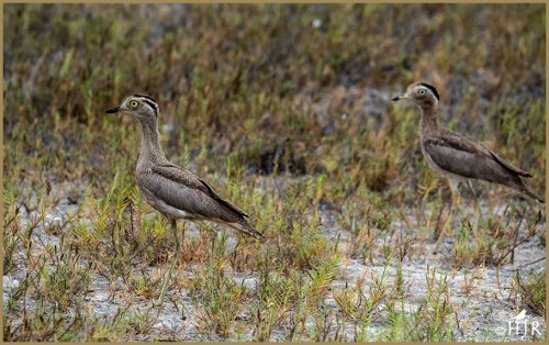 Peruvian Thick Knee
